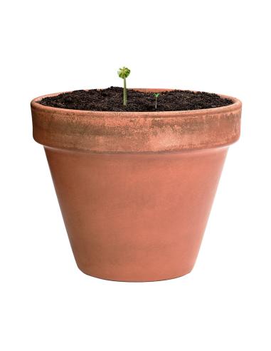 Bombón Semillas N0462