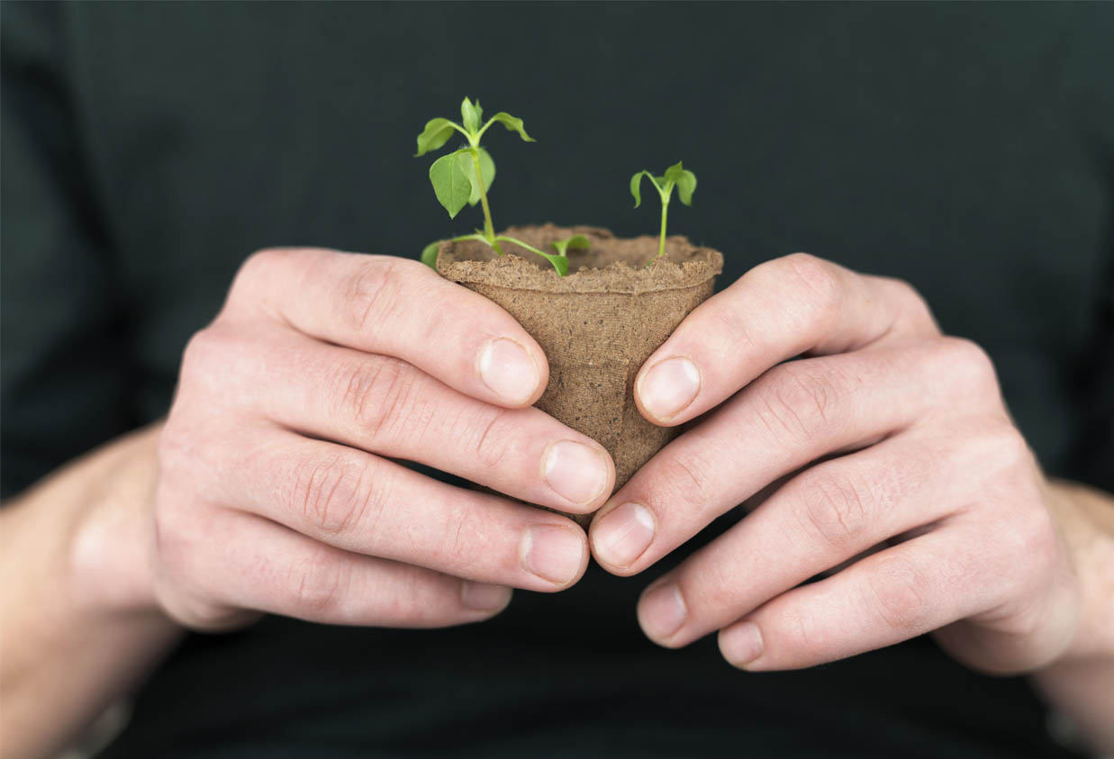 Regalos Plantables: una novedad en merchandising ecológico